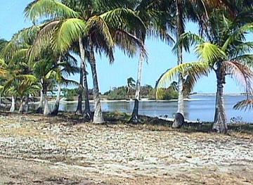 Palms & Beach